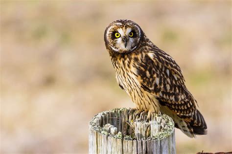 Short Eared Owl Bird Facts Asio Flammeus A Z Animals
