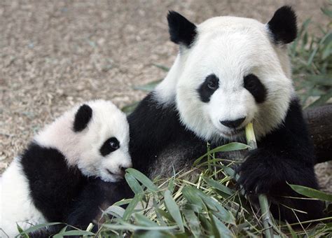 Atlanta Zoo Now Among Even More Exclusive Panda Club Wabe
