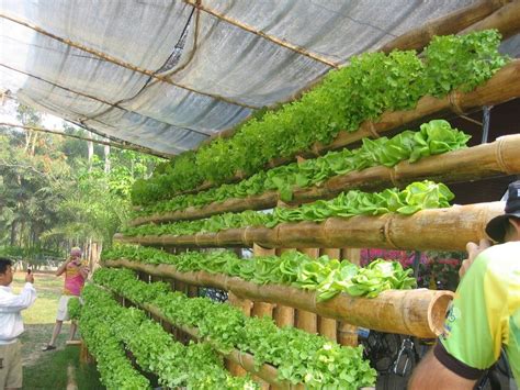 An active hydroponic system actively moves the nutrient solution, usually using a pump. Panoramio - Photo of Hydroponics Home Kit Maejo | Small ...