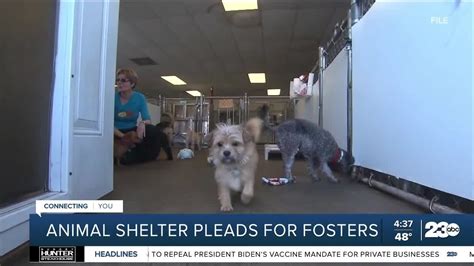 Kern County Animal Shelter Seeks People To Foster Dogs Youtube