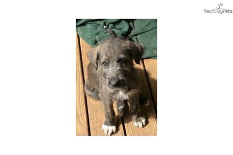 They are separated by pictures and videos for each litter. Irish Wolfhound puppy for sale near Abilene, Texas. | a75e9266-3a51