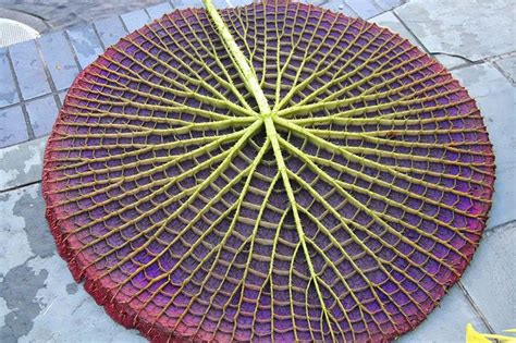 Amazing Geometry Of Nature 15 Gaze Plants That You Never Seen Befofe