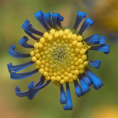 Get to know your apple watch by trying out the taps swipes, and presses you'll be using most. Flowers of Morristown: Digital Photo Exhibit at Morristown ...