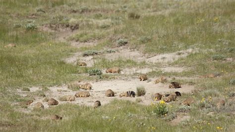 How Many Prairie Dogs Are In A Colony