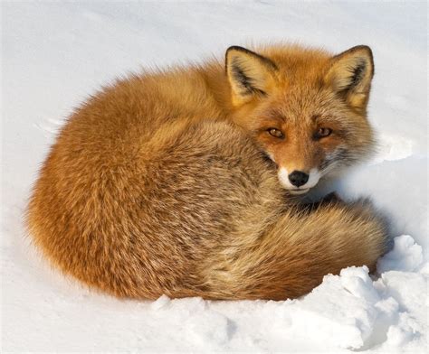 Fox World Beautiful Wildlife Red Fox In