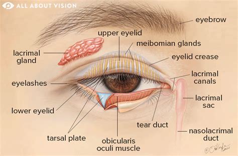 Eyelid Parts Of The Eyelid And How They Work All About Vision