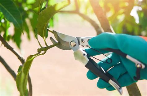 How To Pruning A Mango Tree Best Helpful Advices