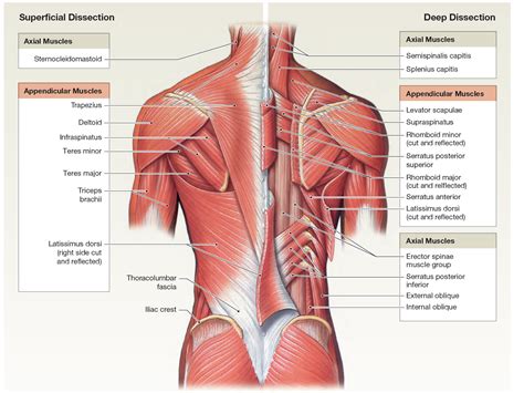 An Overview Of The Appendicular Muscles Of The Trunk Muscle Anatomy