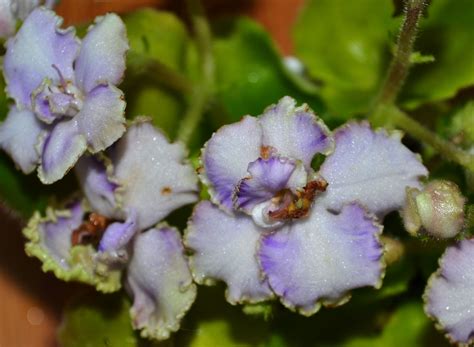 Imps Berry Smash Miniature African Violet Flowers African Violets