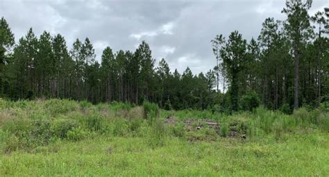 North Florida Land Trust Acquires Another 157 Acres In O2o Wildlife