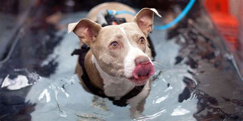 Our convenient pet hospitals are located in select petsmart stores. Hydrotherapy for Pets | 1st Pet Veterinary Centers of Arizona