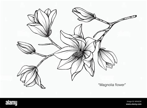 Magnolia Flower Drawing Illustration Black And White With Line Art On