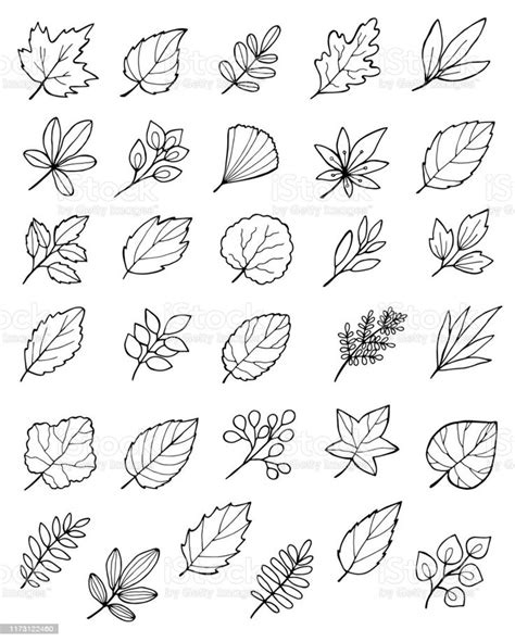 Hand Drawn Doodle Autumn Leaves Set Leaf Illustration Leaf Drawing