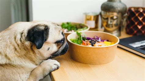 The Best Homemade Food For Pugs Is It Better Than Pet Store Dog Food