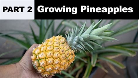 The Joy Of Growing Pineapples How To Grow Pineapple Plants In