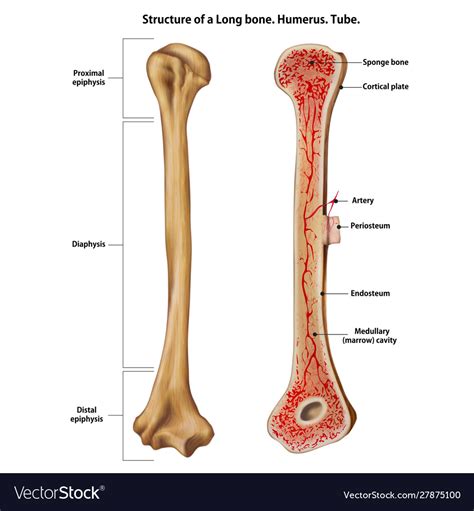 This is an online quiz called long bone diagram. Structure a long bone humerus tube Royalty Free Vector Image