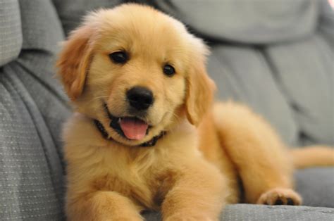 Collection by labrottie • last updated 5 weeks ago. Top 8 Adorable Golden Retriever Puppies Who Will Blow Your ...
