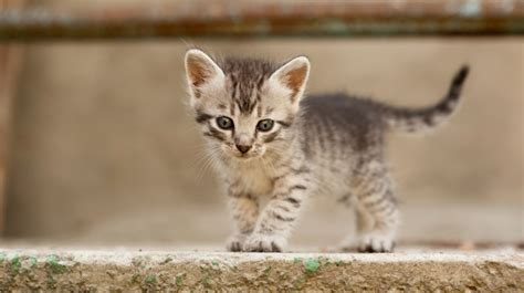 Kitten Care Basics Pet Health Insurance And Tips