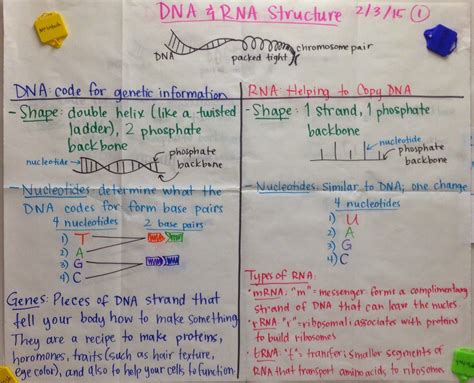 Mrs Paul Biology Dna And Rna Structure Glad Anchor Charts Notes