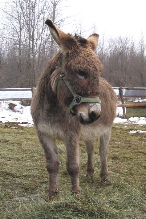 Maybe you would like to learn more about one of these? Free Cute Donkey 4 Stock Photo - FreeImages.com