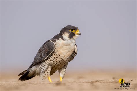 This bird is built for speed, with a streamlined body and strong, triangular wings. Peregrine Falcon (Falco peregrinus) | Birds of Gujarat