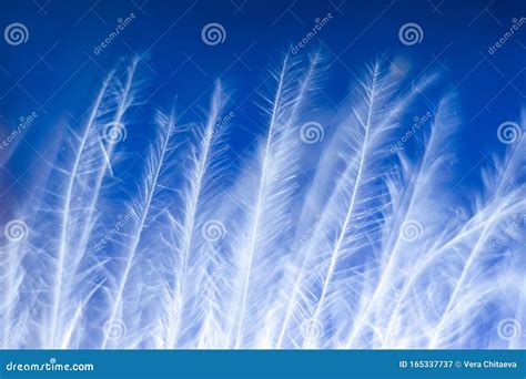 A Photo Of Red Feather Flying Above A Toilet Paper Roll Hemorrhoids