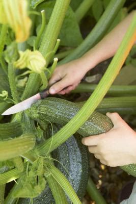 But first, don't plant zucchini too early! When to Start Zucchini Seeds You Have Saved | Home Guides ...