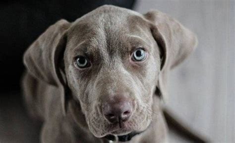 Weimaraner Personality And Temperament Pettime