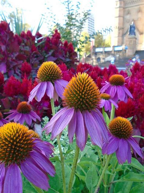 Maybe you would like to learn more about one of these? Flowers in Sydney Australia | Flower garden, Amazing ...