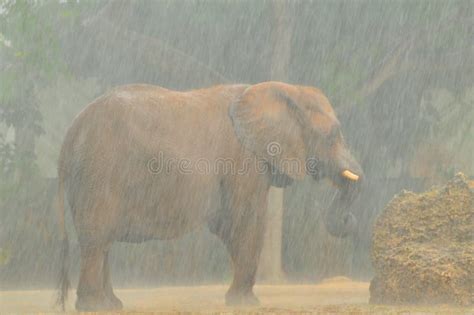 African Elephant In Heavy Rain Stock Photo Image 23842096
