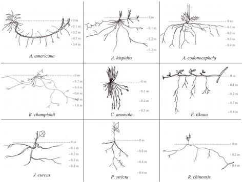 Weeping mulberries can be grown naturally or grafted onto another root. Diagram Mulberry Tree Root System - The Home Interior Ideas