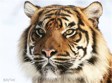 Sumatran Tiger By Tazi