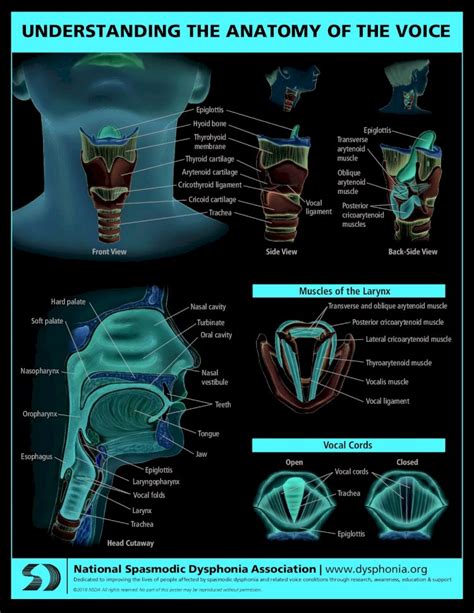Understanding The Anatomy Of The Voice€¦ · Vocal Folds Larynx Trachea