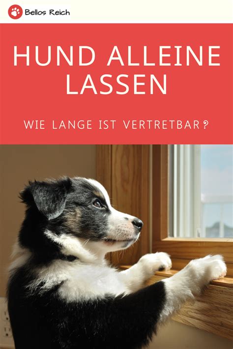 Wenn du es schaffst, dass sich dein welpen angewöhnt, diese zeit zum schlafen zu nutzen. Darf man seinen Hund alleine lassen? in 2020 | Hunde ...