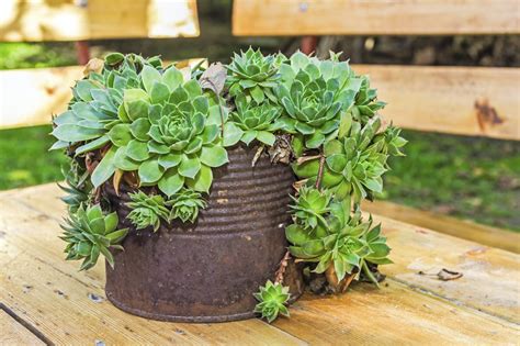 Creative Containers For Succulents Using Interesting Containers For