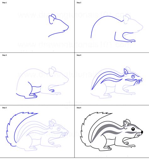 How To Draw A Squirrel Step By Step For Kids And Beginners