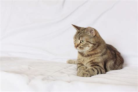 Manx cat and cymric cat breed profile and facts. Manx Cat - Puppy Dog Gallery