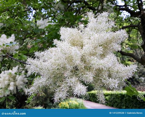 White Flowers Of Fringe Tree Chionanthus Virginicus Stock Photo Image