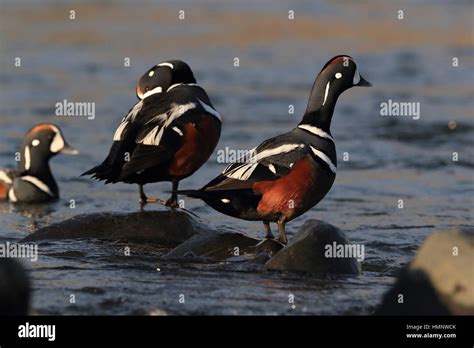 Harlequin Duck Histrionicus Histrionicus Iceland Stock Photo Alamy