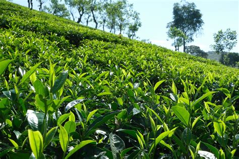 Tea Plantation Sri Lanka Tea Plus Us