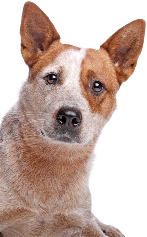 Red Heeler Dog Breed Information Temperament Appearance And Breeders