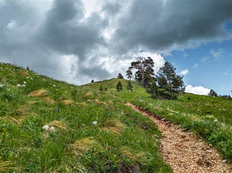 Mountain Path And Many Pine Trees On The Side Of The Mountain Among The