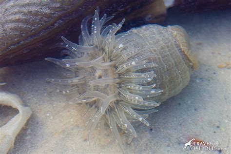 The Living Sea Shells: a Photo Gallery of Sanibel Island ...