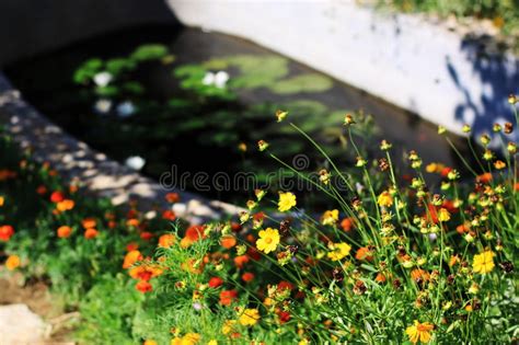 I fiori di colore giallo, bianco o violetto, fanno la propria comparsa dalla primavera fino all'autunno inoltrato. Fine Estate Nel Giardino Di Giallo, Filamento, Maestri ...