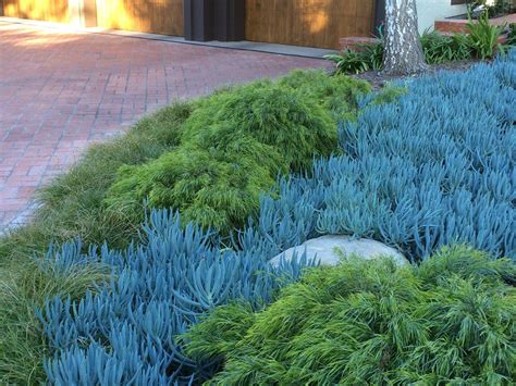 I'm afraid i've become slightly obsessed by a plant i've never even seen. Left to right: Carex divulsa, Acacia 'Cousin Itt' and ...