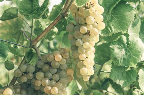 Great Italian Grapes Grown In California Domenico Winery Osteria