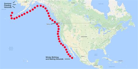 Blue Whale Migration Route Map