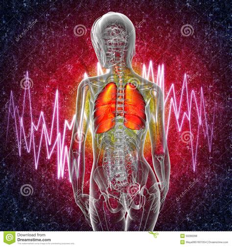3d Render Medical Illustration Of The Respiratory System Pain Stock ...