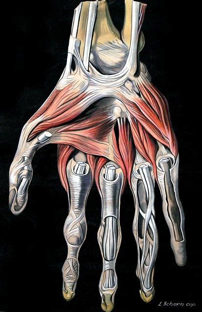 Muscles Of The Hand And Wrist By Elisa Schorn Circa 1900 Flickr