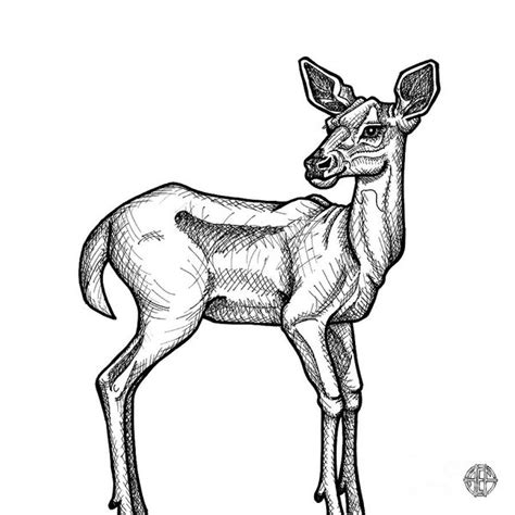 Each winner must be eligible to purchase a hunting license and will be issued the appropriate license and tag at no cost. White Tailed Deer Drawing | Free download on ClipArtMag